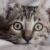 Profile picture of Shiloh